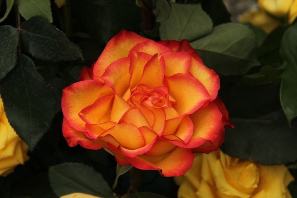 Gedenkfeier   076.jpg